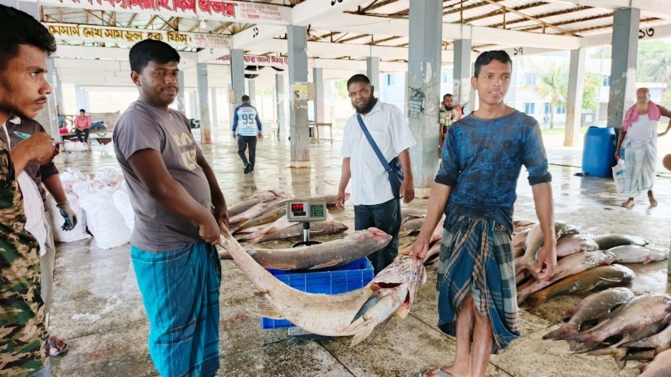 পিরোজপুরে জেলের জালে ধরা পড়লো ১০ লাখ টাকার লাক্ষা মাছ